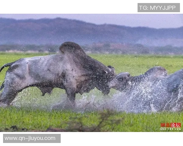 奥康纳点评文班三分球表现公牛未采取包夹策略引发争议